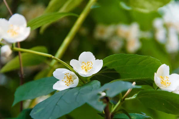 Hermosa flor de jazmín en el parque. Verano brillante . —  Fotos de Stock
