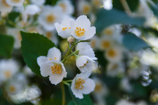 Schöne Jasminblüte im Park. strahlender Sommer. — Stockfoto