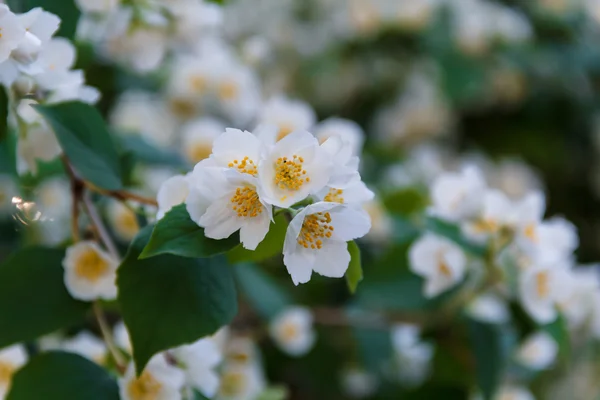 Hermosa flor de jazmín en el parque. Verano brillante . —  Fotos de Stock