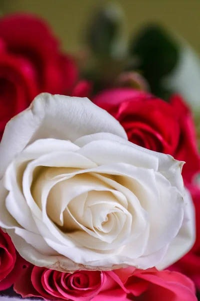 Hermosa rosa blanca. Brotes frescos de un aroma maravilloso . Fotos De Stock Sin Royalties Gratis