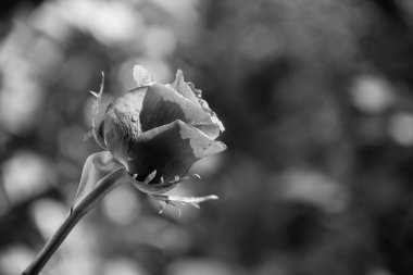 Siyah ve beyaz fotoğraf. Rose, arka plan bulanık.