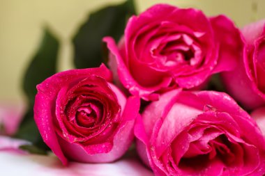 Festival hafif bir arka plan üzerinde yalan koyu kırmızı gül buketi