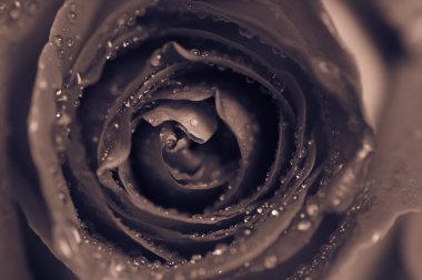 Siyah ve beyaz fotoğraf. Rose, arka plan bulanık.