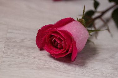 Festival hafif bir arka plan üzerinde yalan koyu kırmızı gül buketi