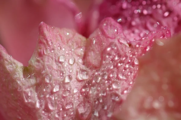 Bouquet festif de roses pourpres couchées sur un fond clair — Photo