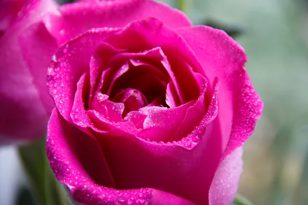 Bouquet festif de roses pourpres couchées sur un fond clair — Photo