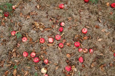 Sonbahar. Kırmızı elma yere düşer.