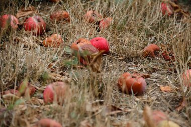 Sonbahar. Kırmızı elma yere düşer.