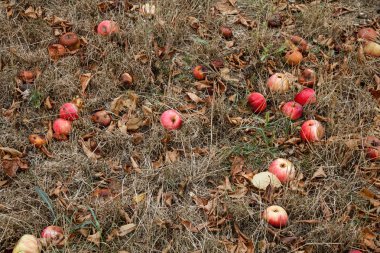 Sonbahar. Kırmızı elma yere düşer.