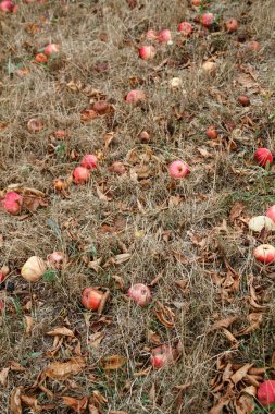 Sonbahar. Kırmızı elma yere düşer.