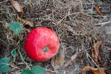 Sonbahar. Kırmızı elma yere düşer.