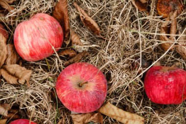 Sonbahar. Kırmızı elma yere düşer.