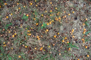 Yerde yatan Sarı Erik. Sonbahar bahçe.