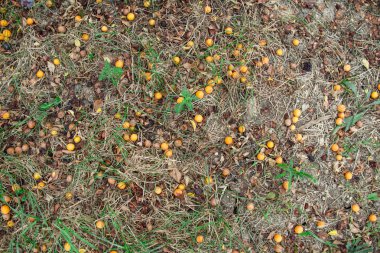 Yerde yatan Sarı Erik. Sonbahar bahçe.