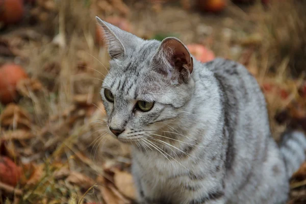 회색 고양이 사과 중 잔디에 앉아 — 스톡 사진