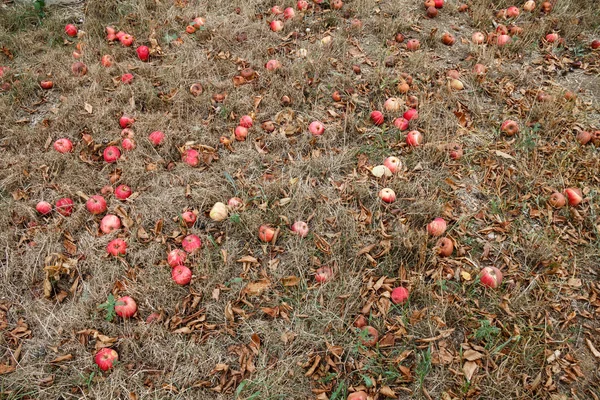 Outono. Maçãs vermelhas caem no chão . — Fotografia de Stock
