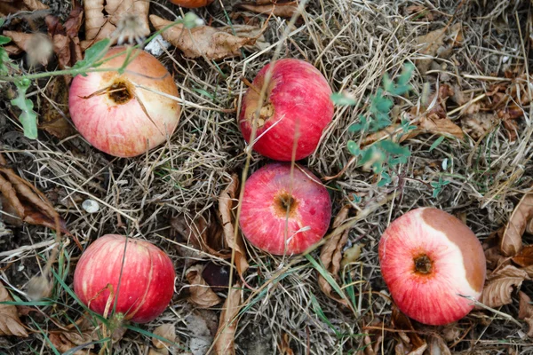 Herbst. Rote Äpfel fallen zu Boden. — Stockfoto