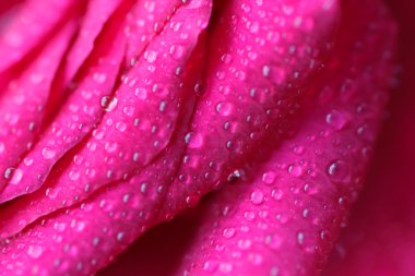 Festival hafif bir arka plan üzerinde yalan koyu kırmızı gül buketi