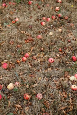 Sonbahar. Kırmızı elma yere düşer.