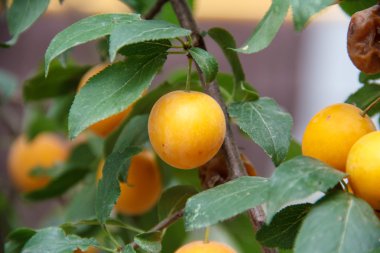 Sarı Erik ağaç üzerinde asılı. Sonbahar bahçe.