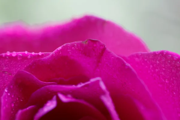 Bouquet festif de roses pourpres couchées sur un fond clair — Photo