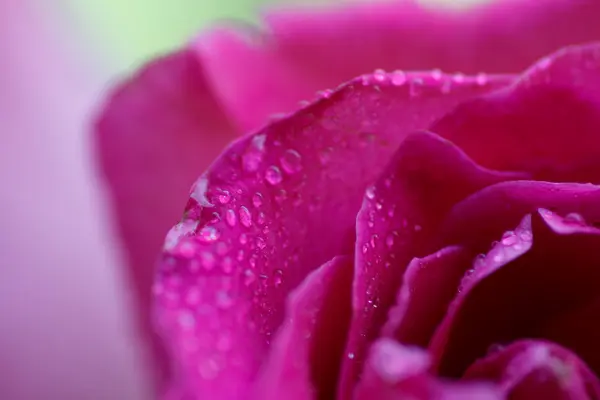 Bouquet festif de roses pourpres couchées sur un fond clair — Photo