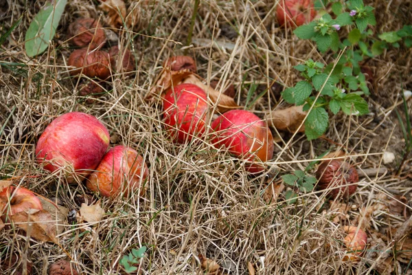 秋。赤いりんごが地面に落ちる. — ストック写真