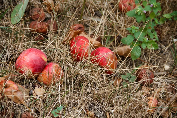 Ősszel. Piros Alma esik a földre. — Stock Fotó