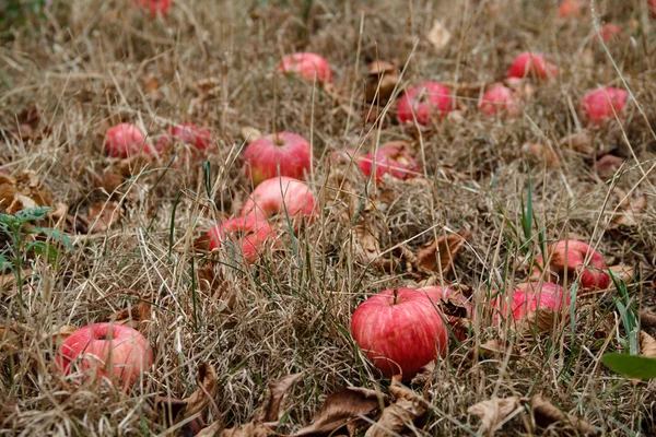 Automne. Pommes rouges tombent au sol . — Photo