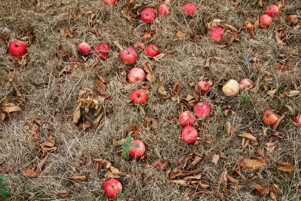 Automne. Pommes rouges tombent au sol . — Photo