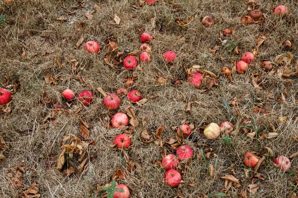 Sonbahar. Kırmızı elma yere düşer.