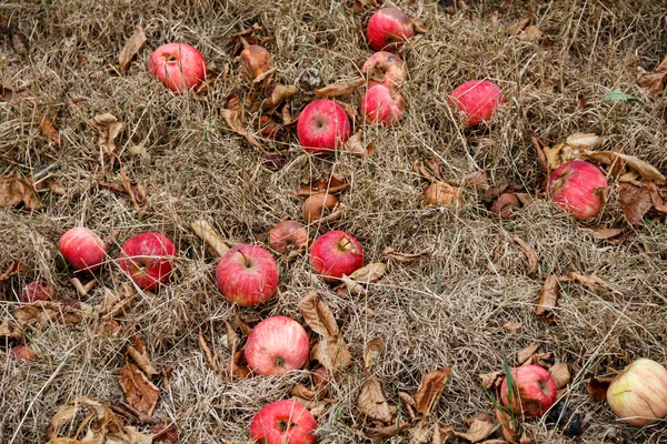 Automne. Pommes rouges tombent au sol . — Photo