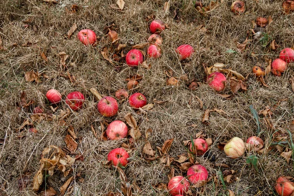 Automne. Pommes rouges tombent au sol . — Photo