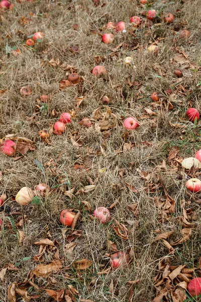 Automne. Pommes rouges tombent au sol . — Photo