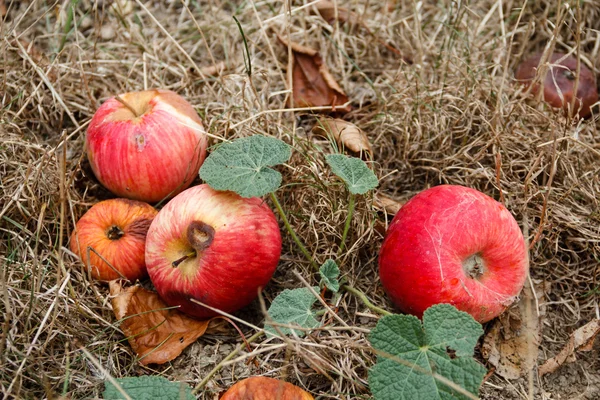 Hösten. Röda äpplen faller till marken. — Stockfoto