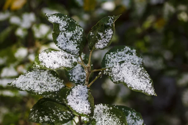 Spadł pierwszy śnieg na liściach jabłoni — Zdjęcie stockowe