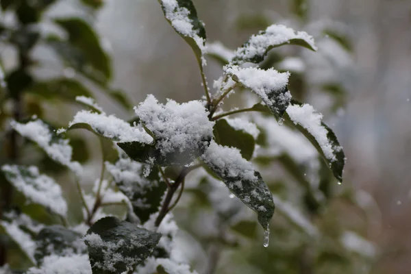 Elma ağaçlarının yaprakları üzerinde ilk kar düştü