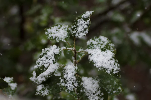 The first snow fell on the leaves of apple trees