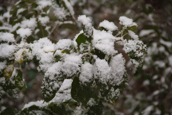 Az első hó esett, a levelek almafák — Stock Fotó