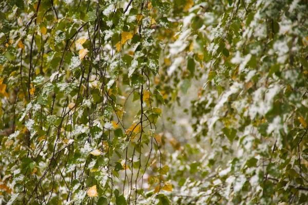 Den första snön föll på bladen av äppelträd — Stockfoto