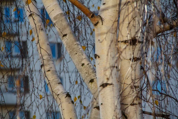 Bright bladeren van berk. Rusland. — Stockfoto