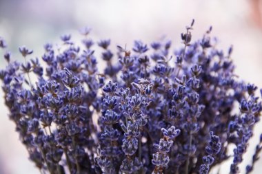 Penceresinde bir vazoda lavanta çiçekleri vardır