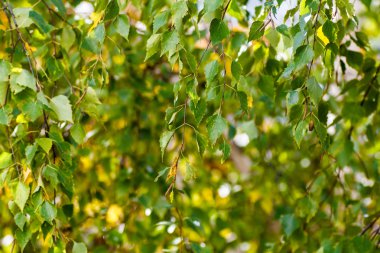 Huş ağacı yaprakları parlak. Rusya.