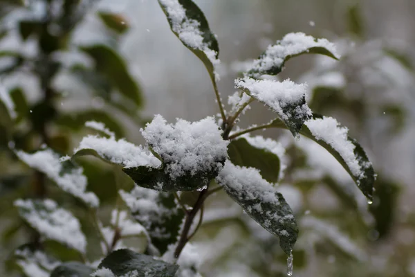 Первый снег упал на листья яблонь — стоковое фото
