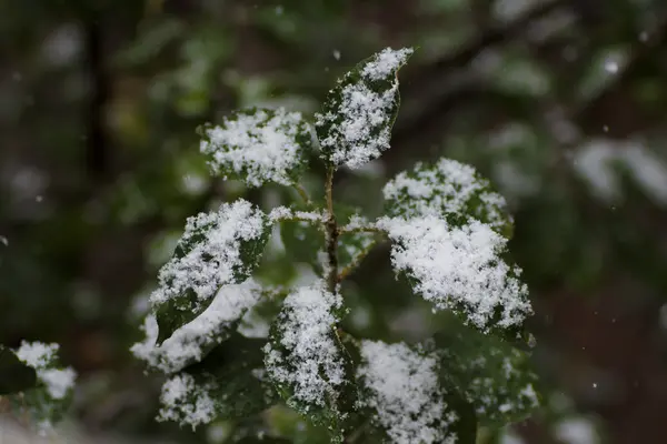 Spadł pierwszy śnieg na liściach jabłoni — Zdjęcie stockowe