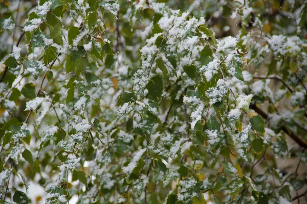 La primera nieve cayó sobre las hojas de los manzanos — Foto de Stock