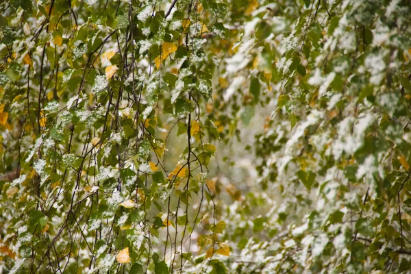 Den första snön föll på bladen av äppelträd — Stockfoto