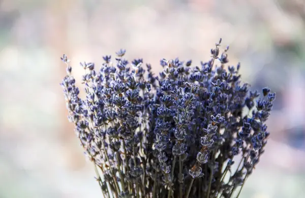 Flores de lavanda están en un jarrón en la ventana — Foto de Stock