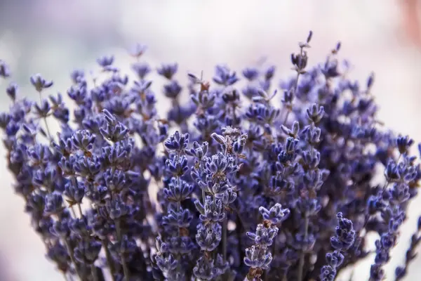 Lavender květiny jsou ve váze na okně — Stock fotografie