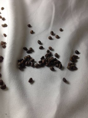 Bir çocuğun avucundaki siyah sedir tohumları